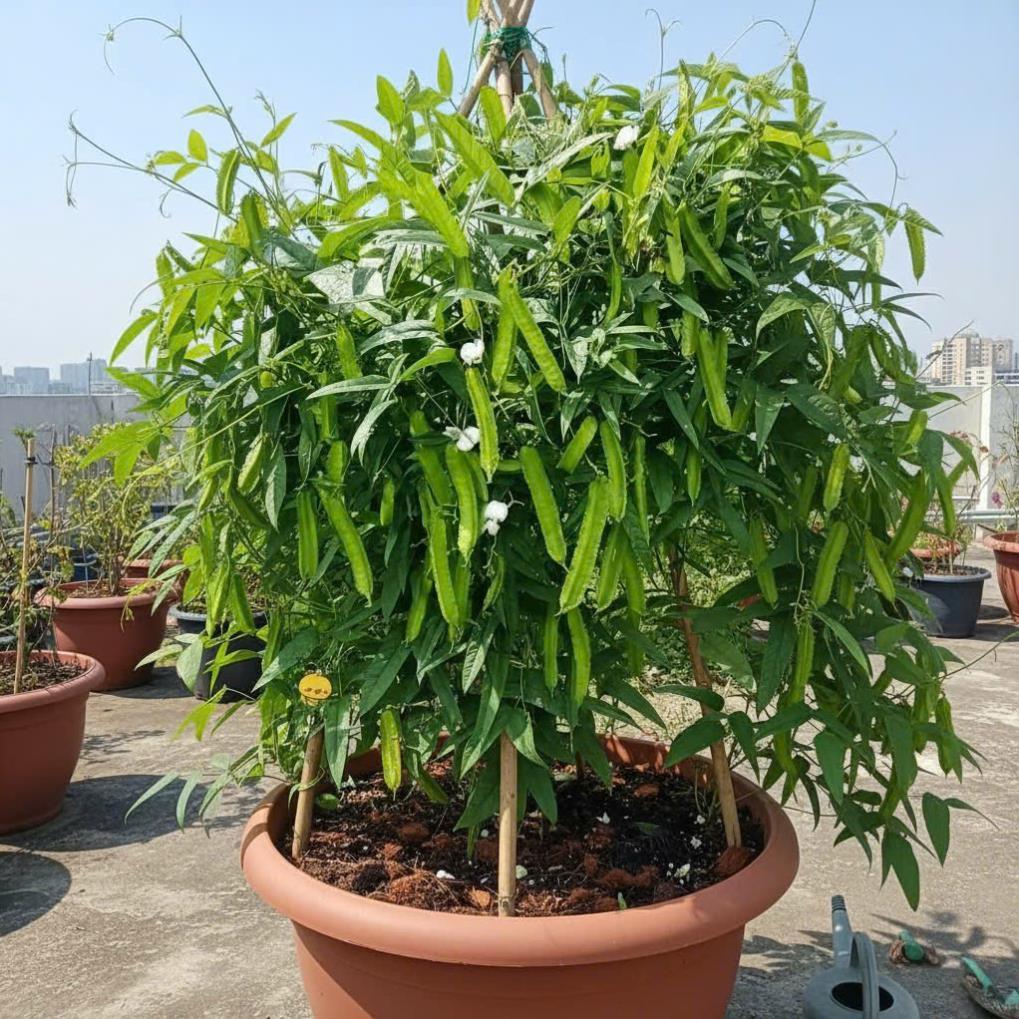Hạt giống ĐẬU RỒNG cao sản (đỗ khế)