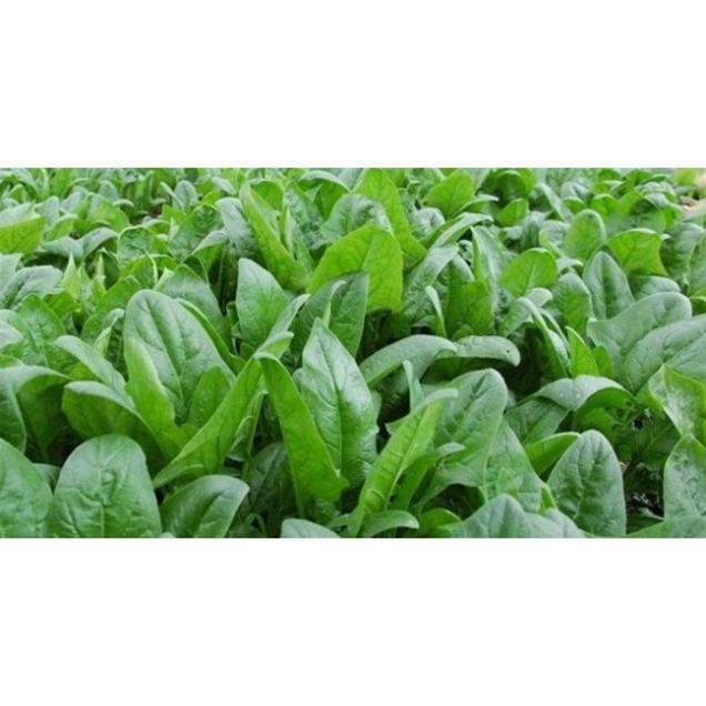 Hạt giống cải bó xôi lên mầm 99%