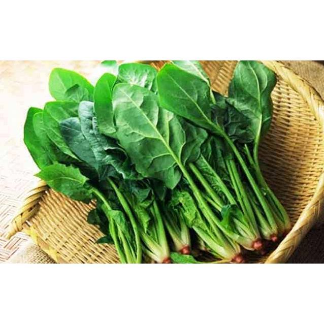 Hạt giống cải bó xôi lên mầm 99%