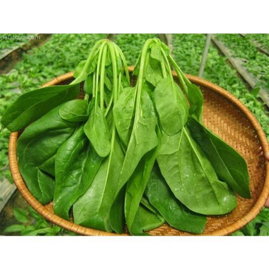 Hạt giống cải bó xôi lên mầm 99%