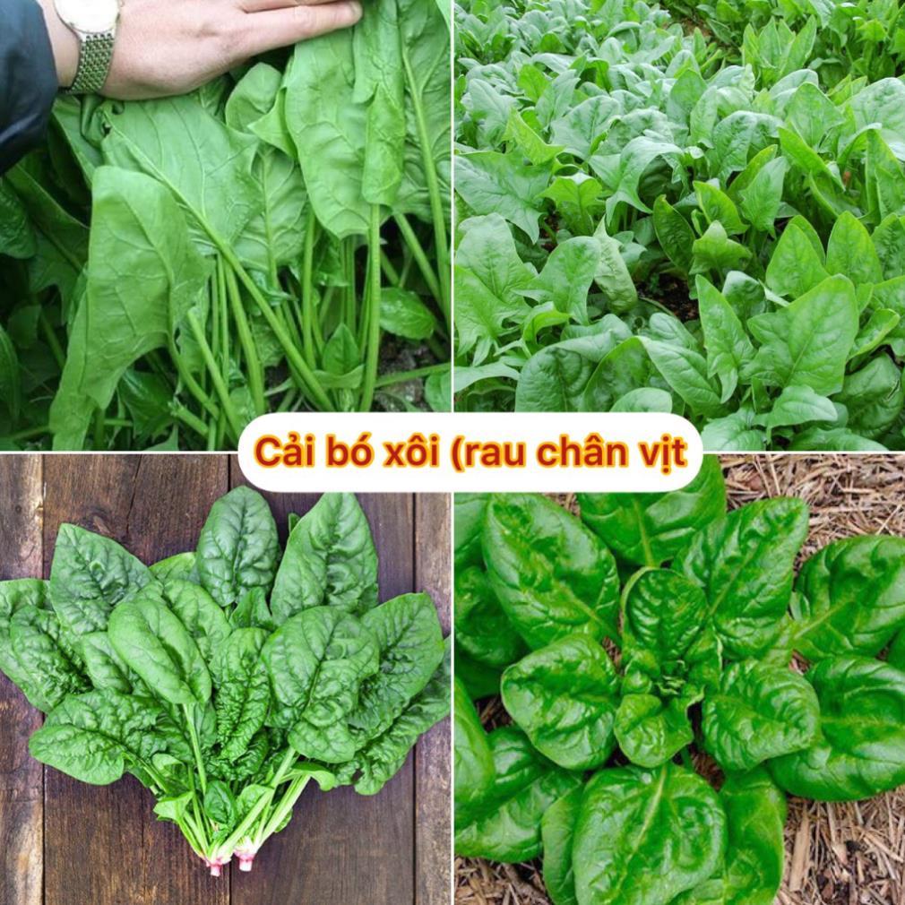 Hạt giống cải bó xôi lên mầm 99%