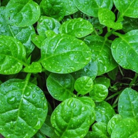 Hạt giống rau mồng tơi lá to, năng suất cao