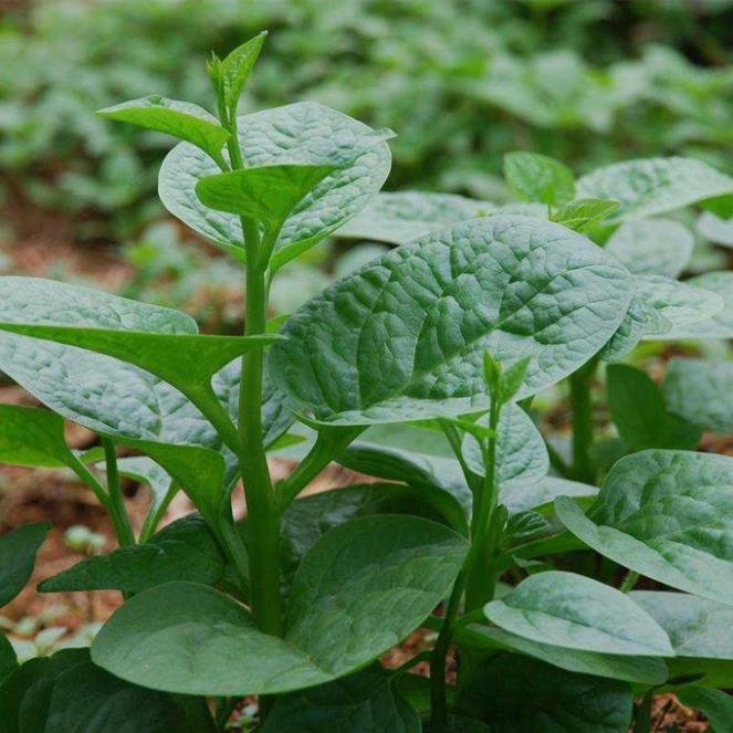 Hạt giống rau mồng tơi lá to, năng suất cao