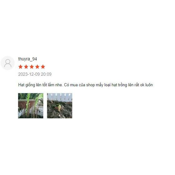 Hạt giống rau húng quế nảy mầm tốt