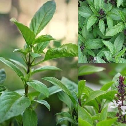 Hạt giống rau húng quế nảy mầm tốt