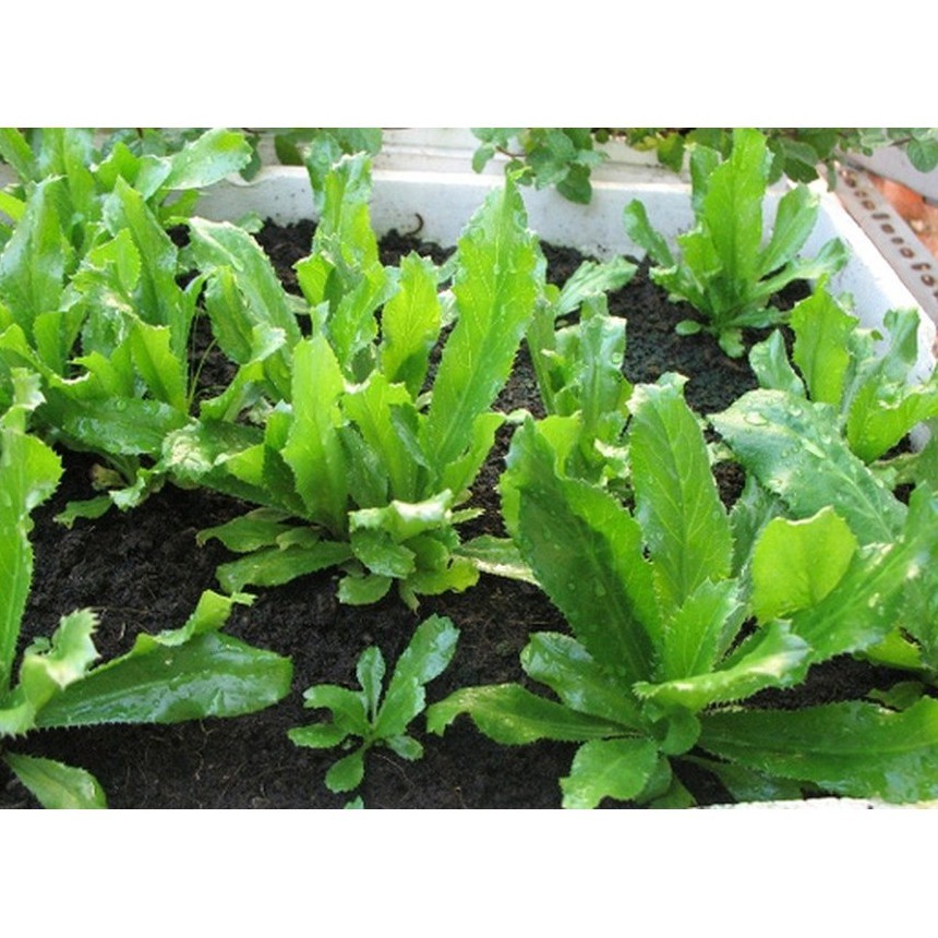 Hạt giống rau mùi tàu (ngò gai) chịu nhiệt