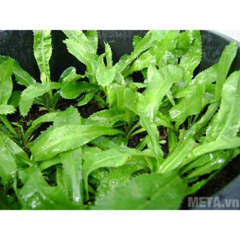 Hạt giống rau mùi tàu (ngò gai) chịu nhiệt