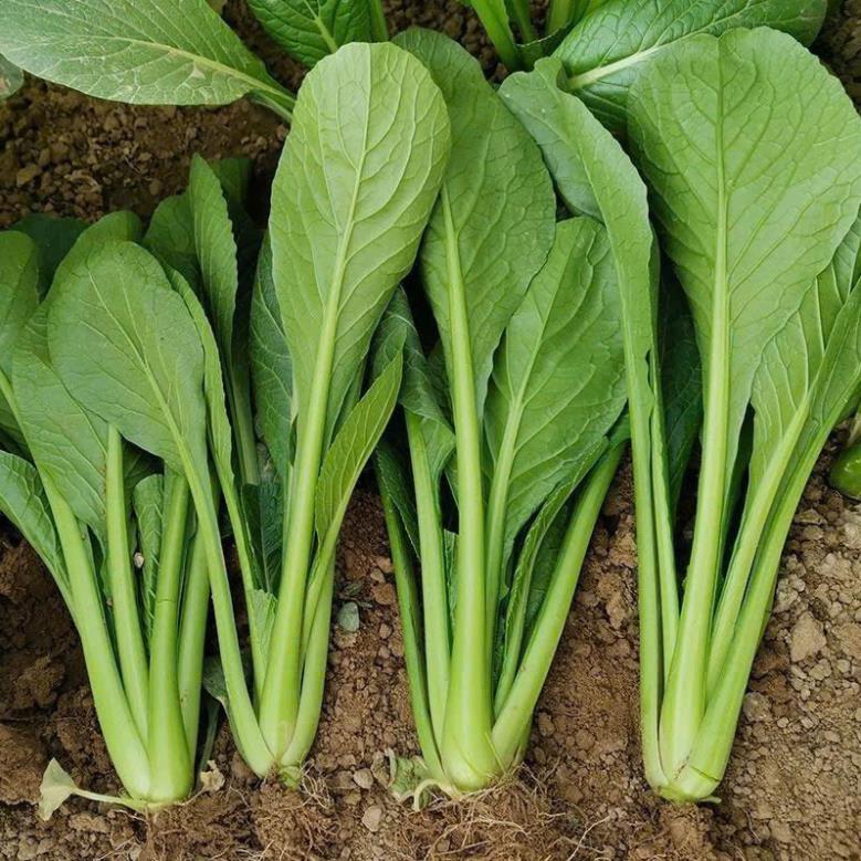 Hạt giống rau cải ngọt xanh ăn cực ngon