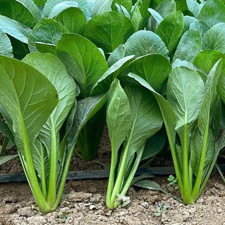 Hạt giống rau cải ngọt xanh ăn cực ngon