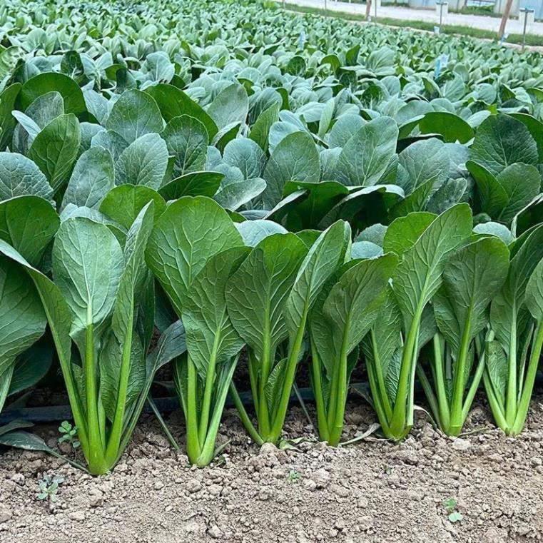 Hạt giống rau cải ngọt xanh ăn cực ngon