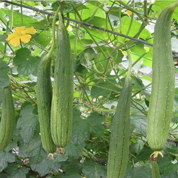 Hạt giống Mướp Hương cao sản 1gram hàng công ty