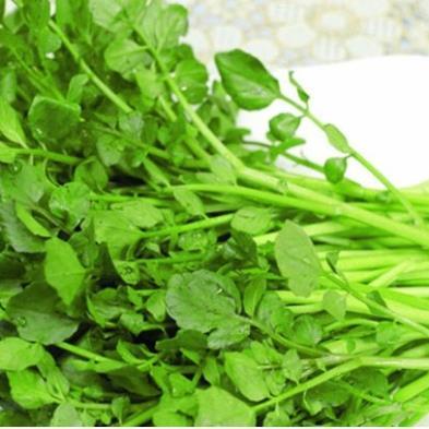 Hạt giống Rau Xà lách Xoong Mỹ (cải xoong) hàng công ty