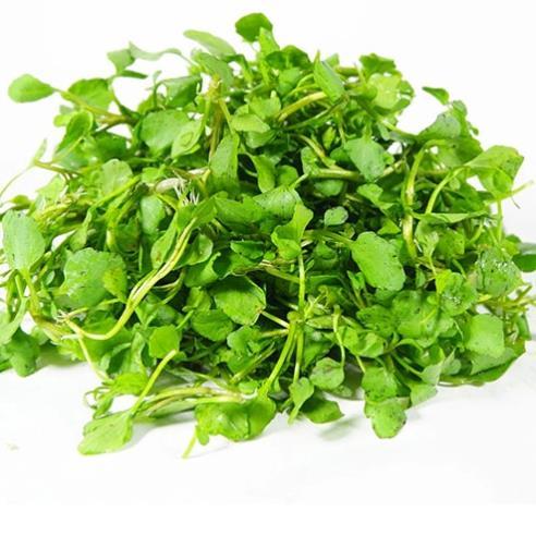 Hạt giống Rau Xà lách Xoong Mỹ (cải xoong) hàng công ty