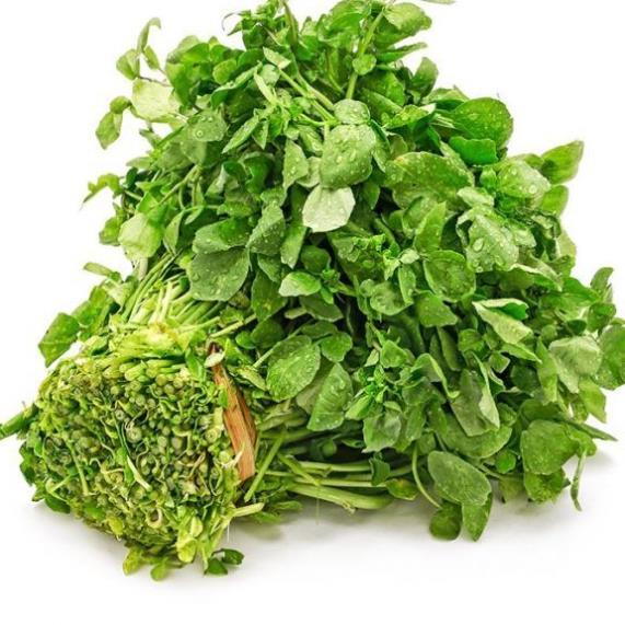 Hạt giống Rau Xà lách Xoong Mỹ (cải xoong) hàng công ty