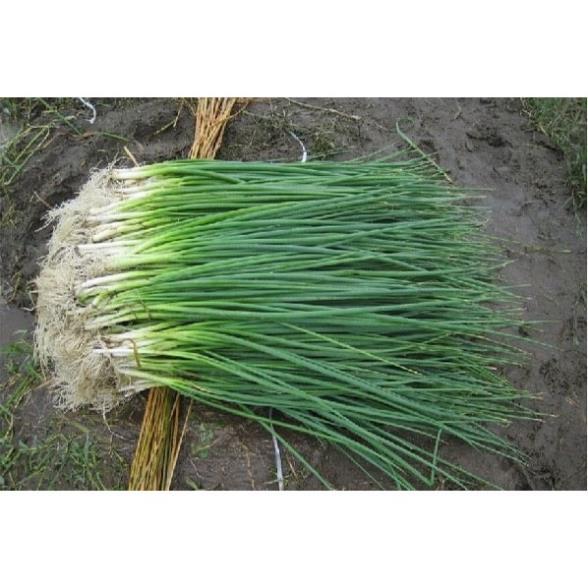 Hạt giống Hành Hương hàng công ty