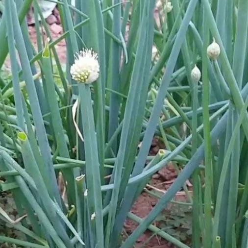 Hạt giống Hành Hương hàng công ty