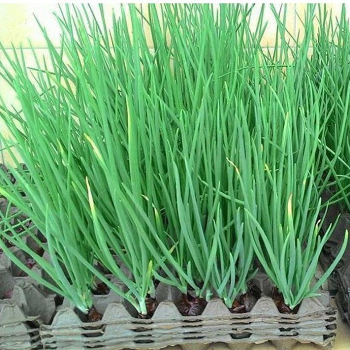 Hạt giống Hành Hương hàng công ty