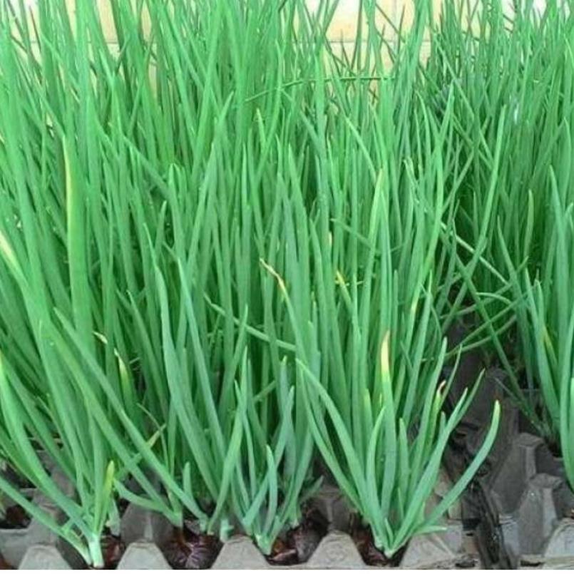 Hạt giống Hành Hương hàng công ty