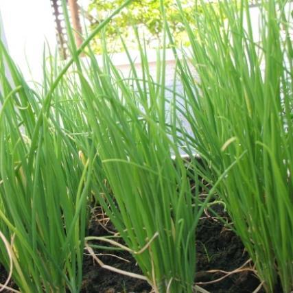 Hạt giống Hành Hương hàng công ty