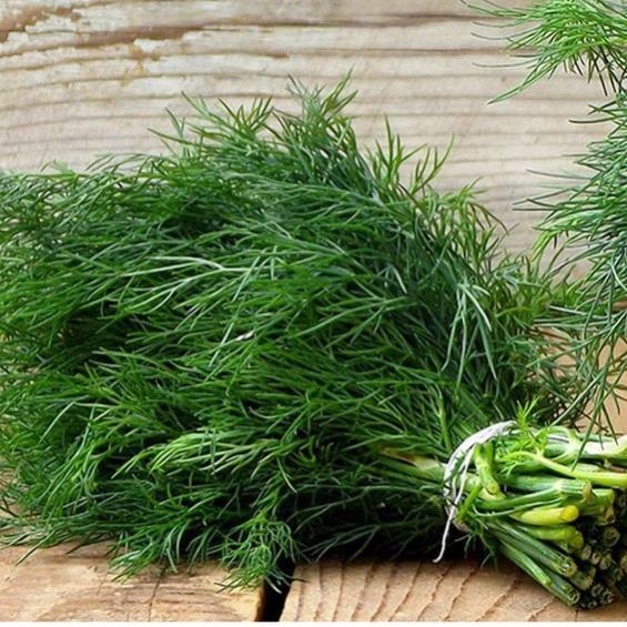 Hạt giống rau Thì Là bốn mùa