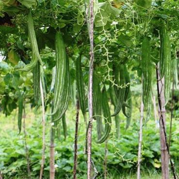 Hạt giống lặc lè (mướp nhật) 5gram hàng công ty