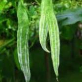 Hạt giống lặc lè (mướp nhật) 5gram hàng công ty