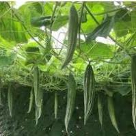 Hạt giống lặc lè (mướp nhật) 5gram hàng công ty