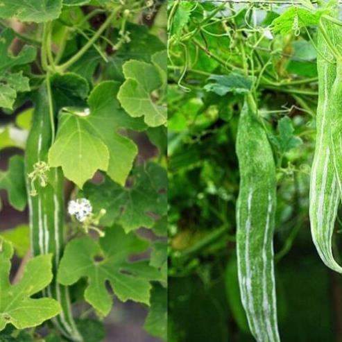 Hạt giống lặc lè (mướp nhật) 5gram hàng công ty