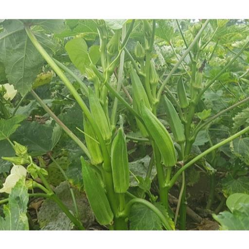 Hạt giống Đậu Bắp Xanh Cao Sản hàng công ty