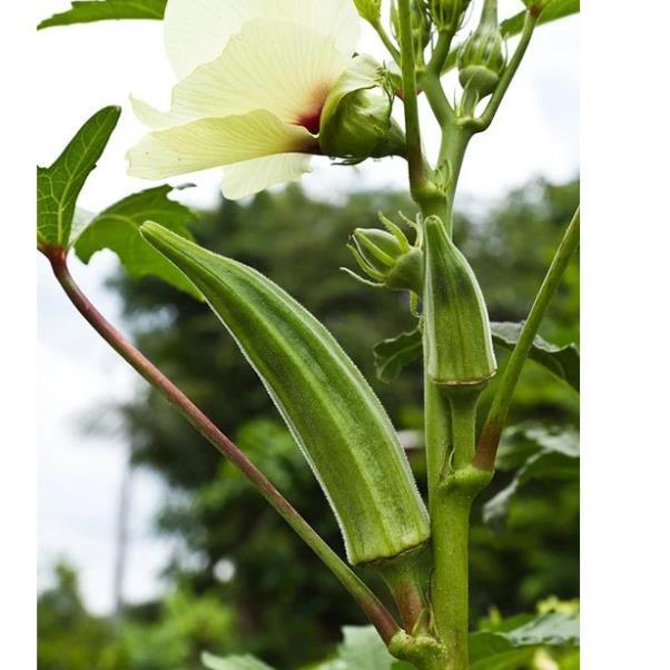 Hạt giống Đậu Bắp Xanh Cao Sản hàng công ty