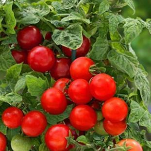 Hạt giống Cà chua cherry đỏ (bi đỏ) hàng công ty