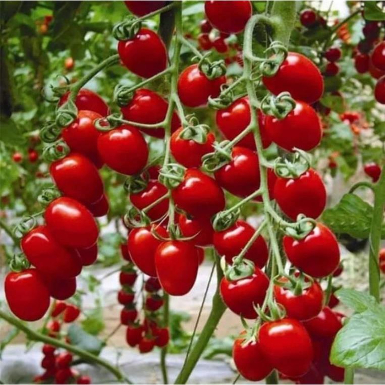 Hạt giống Cà chua cherry đỏ (bi đỏ) hàng công ty