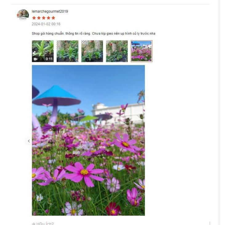 Hạt giống hoa cẩm chướng kép bông to