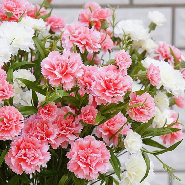 Hạt giống hoa cẩm chướng kép bông to