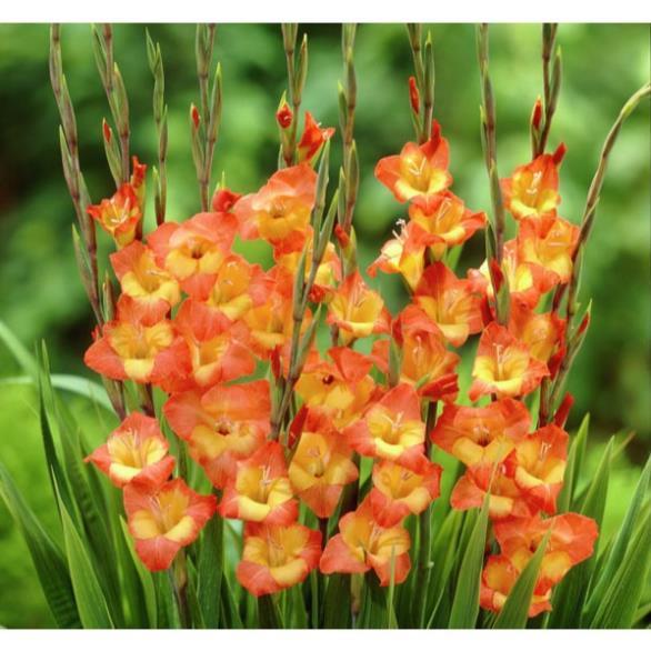 100gr củ hoa lay ơn cực dễ trồng, sai hoa