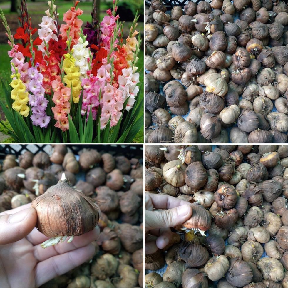100gr củ hoa lay ơn cực dễ trồng, sai hoa