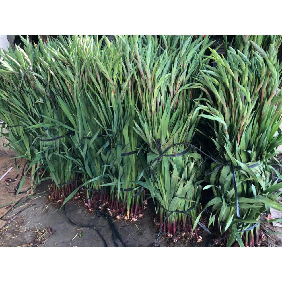 100gr củ hoa lay ơn cực dễ trồng, sai hoa