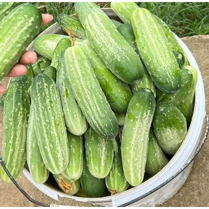 Hạt giống dưa chuột nếp hàng công ty