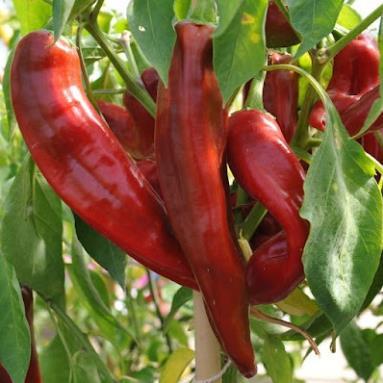 Hạt giống ớt ngọt palermo, ớt trái cây quả dài khổng lồ hàng công ty