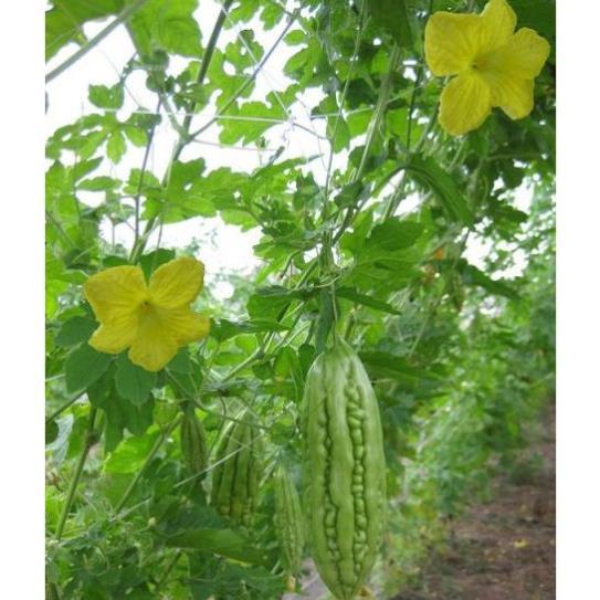 Hạt giống Mướp đắng F1 gói 2 gram hàng công ty