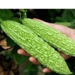 Hạt giống Mướp đắng F1 gói 2 gram hàng công ty