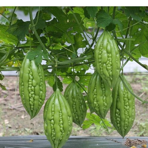 Hạt giống Mướp đắng F1 gói 2 gram hàng công ty