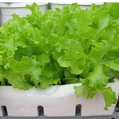 Hạt giống rau Xà lách year round gói 2gram hàng công ty