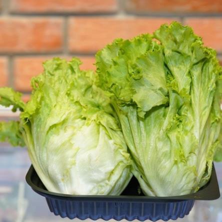 Hạt giống rau Xà lách year round gói 2gram hàng công ty