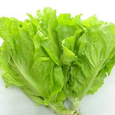 Hạt giống rau Xà lách year round gói 2gram hàng công ty
