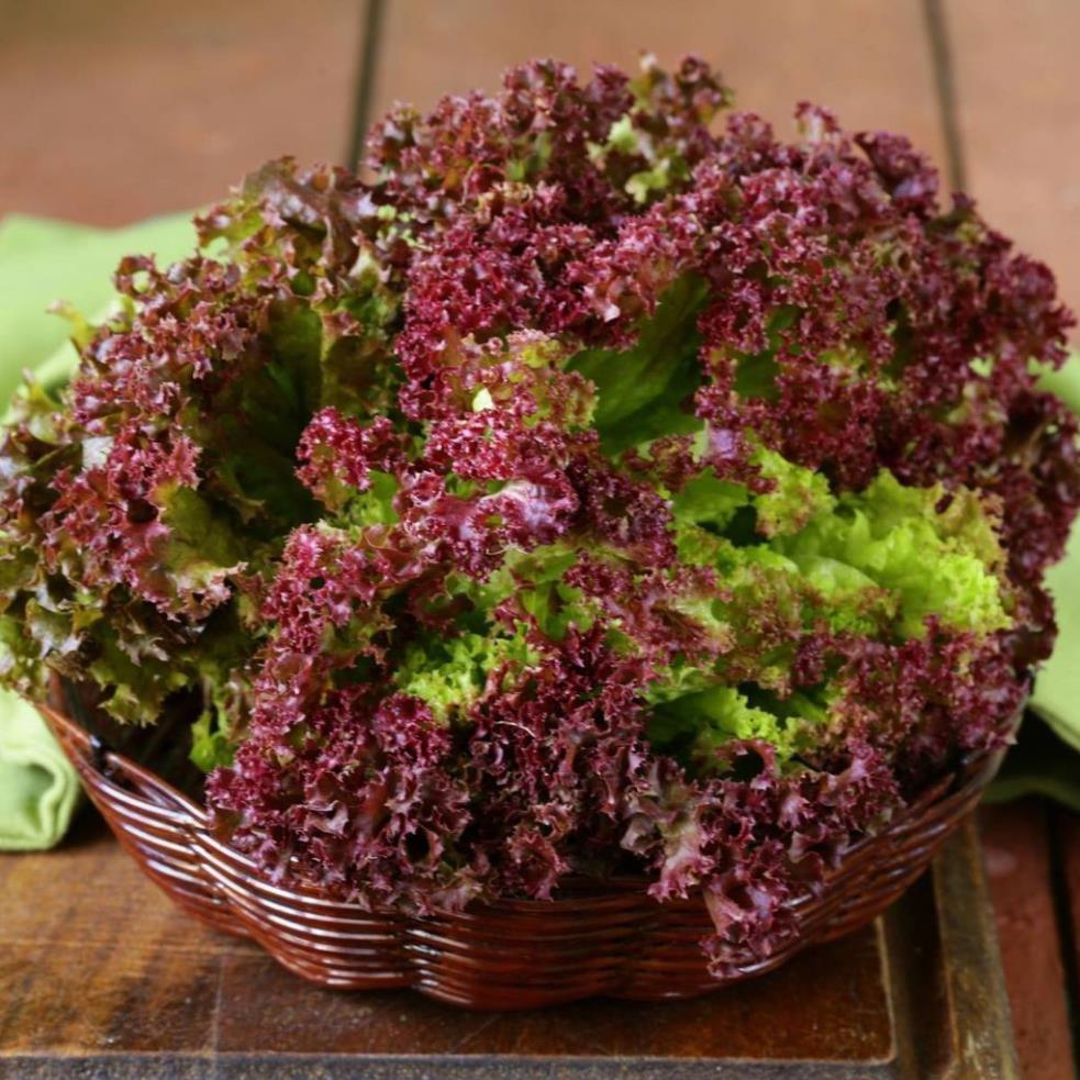 Hạt giống rau xà lách xoăn tím hàng công ty
