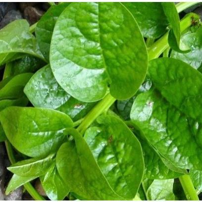Hạt giống rau mồng tơi siêu lá to hàng công ty