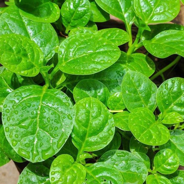 Hạt giống rau mồng tơi siêu lá to hàng công ty