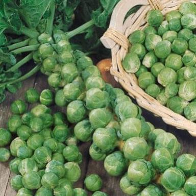 Hạt Giống Bắp Cải Tí Hon hàng công ty