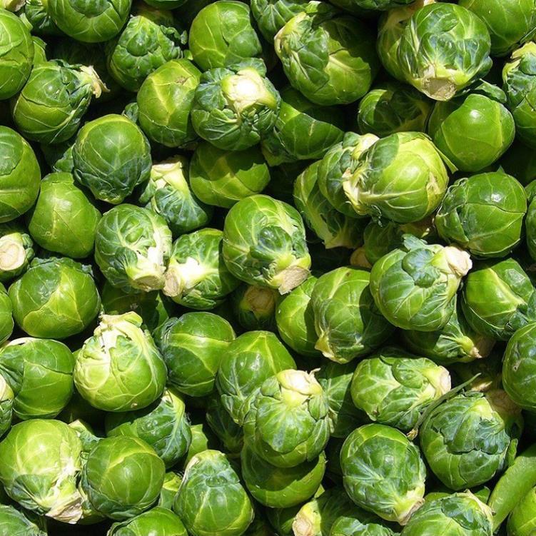 Hạt Giống Bắp Cải Tí Hon hàng công ty